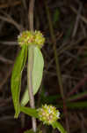 Tropical girdlepod